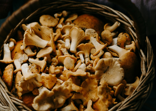 From fungi to functional: How much protein is really in mushrooms?