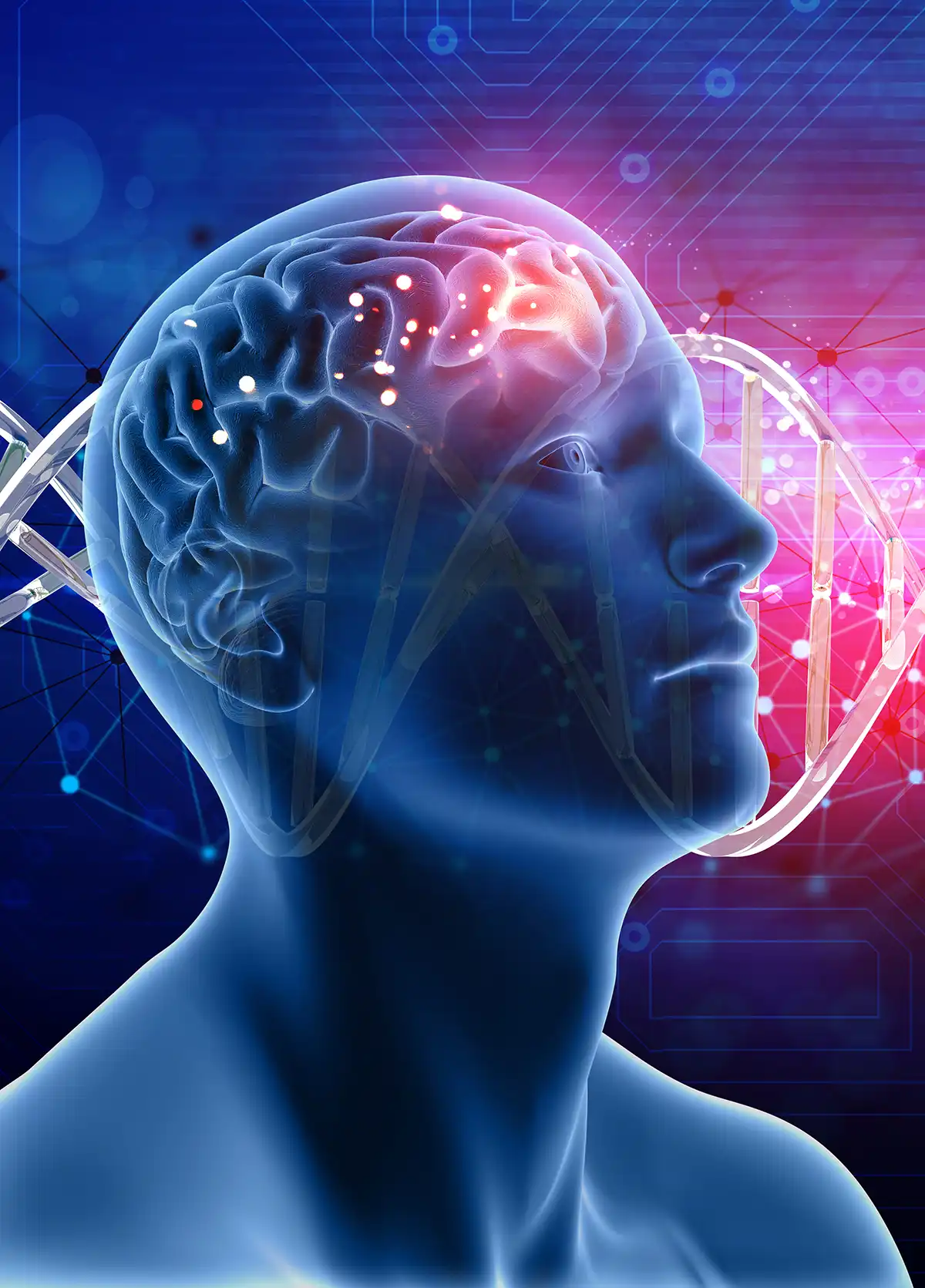 Illustration of a human head with the brain highlighted