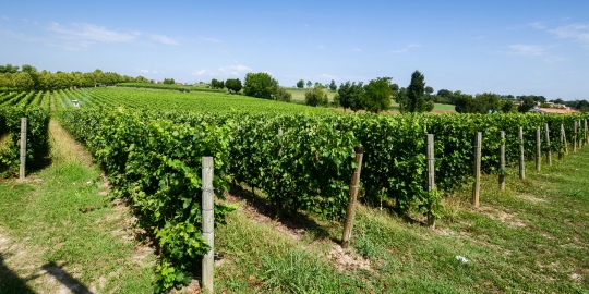 Verona wine and cuisine