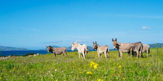 Asinara national park sardinia