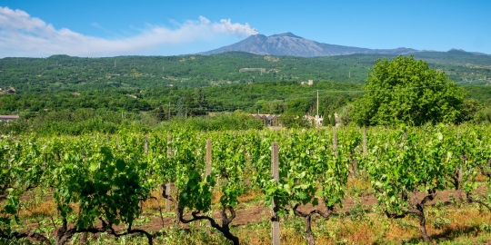 sicily wine vineyards