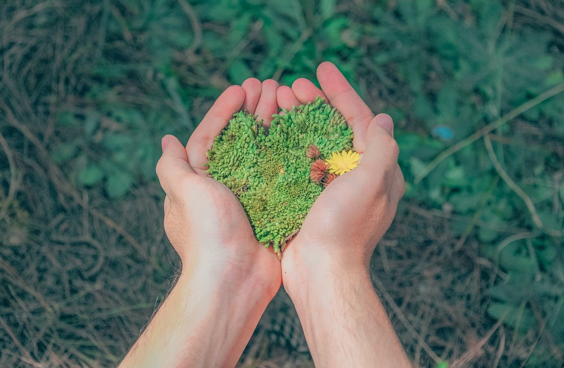 manos tomando plantas en forma de corazón