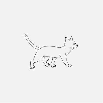 Animation en 2D de 5 illustrations.