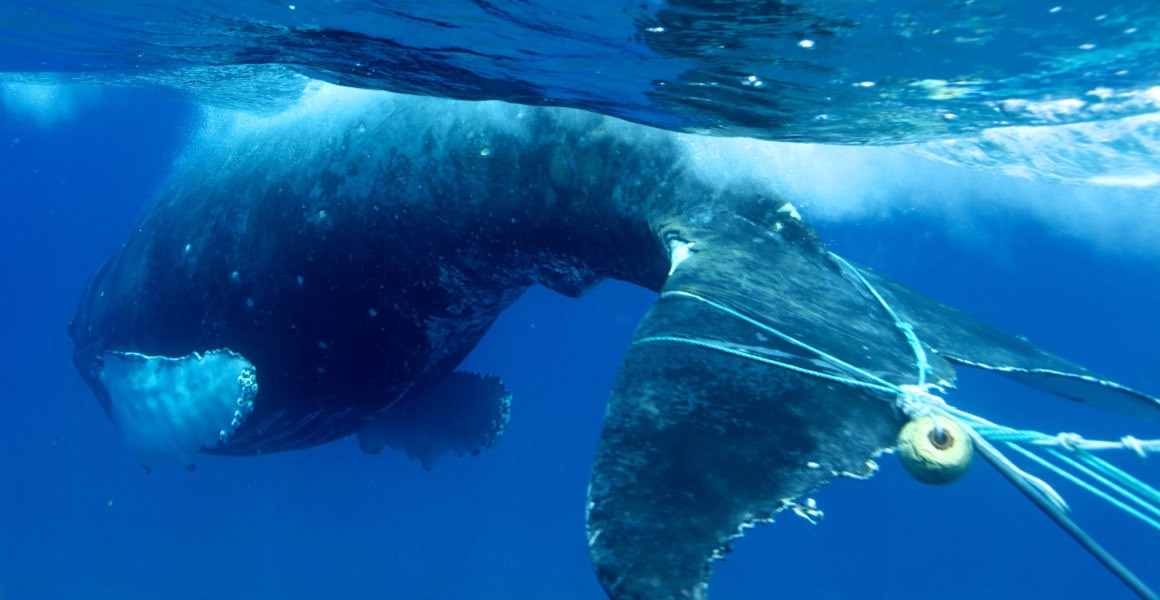 Whale caught in fishing gear