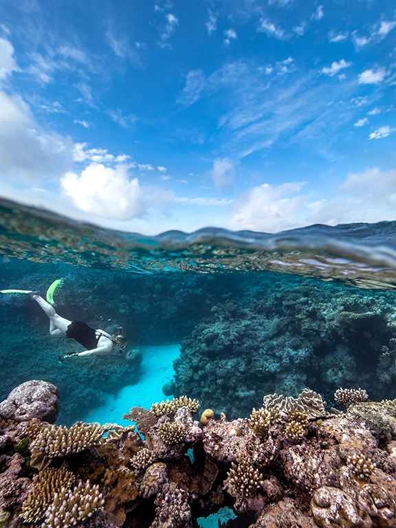 Snorkeler on coral reef, Great Barrier Reef, Australia