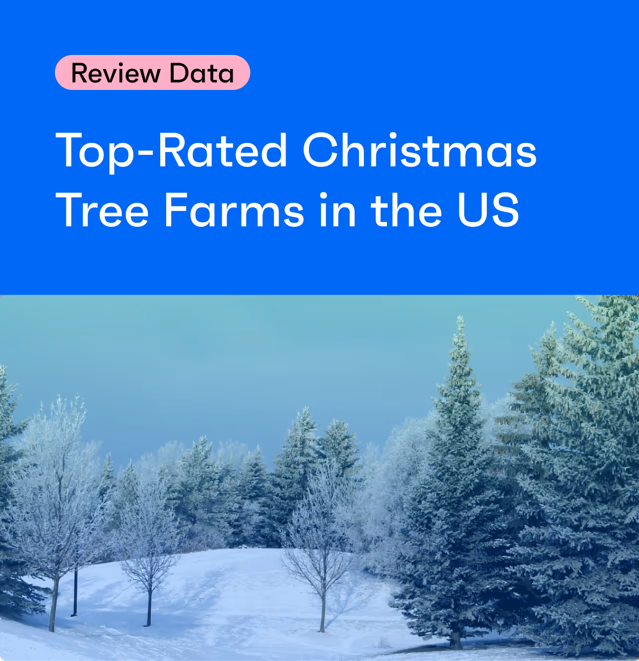 Review Data Insights: The Top 10 Christmas Tree Farms in the US