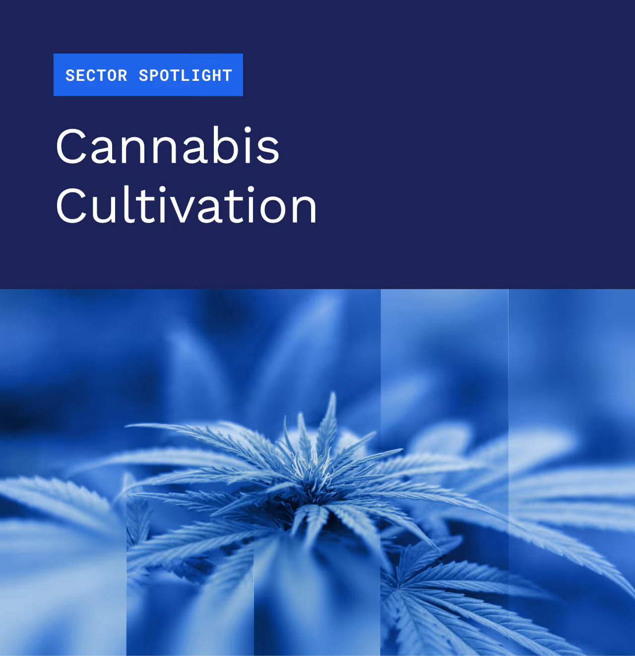 Sector Spotlight: Cannabis Cultivation