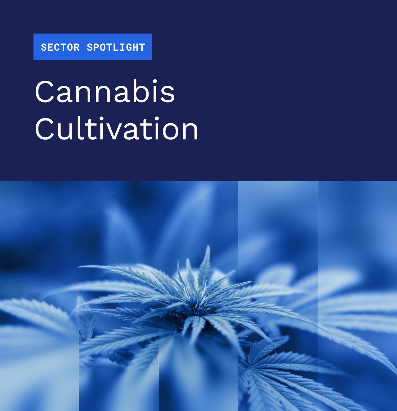 Sector Spotlight: Cannabis Cultivation