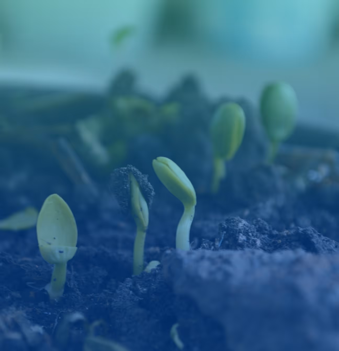 Sector Spotlight: Composting