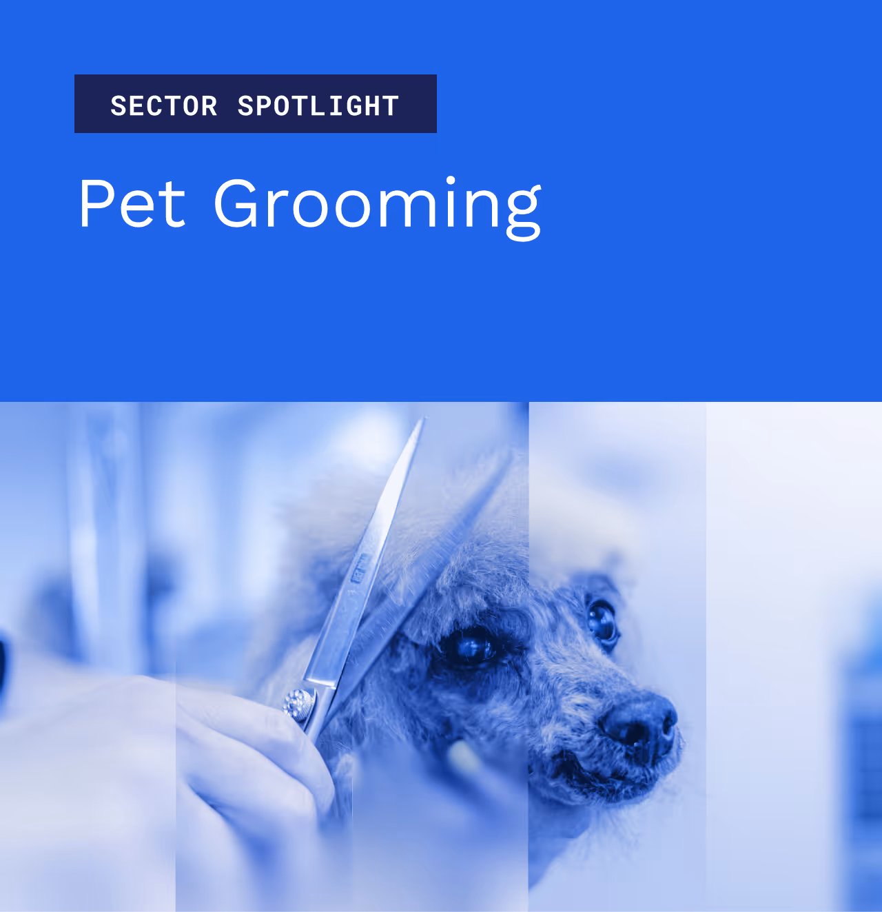 Sector Spotlight: Pet Grooming 