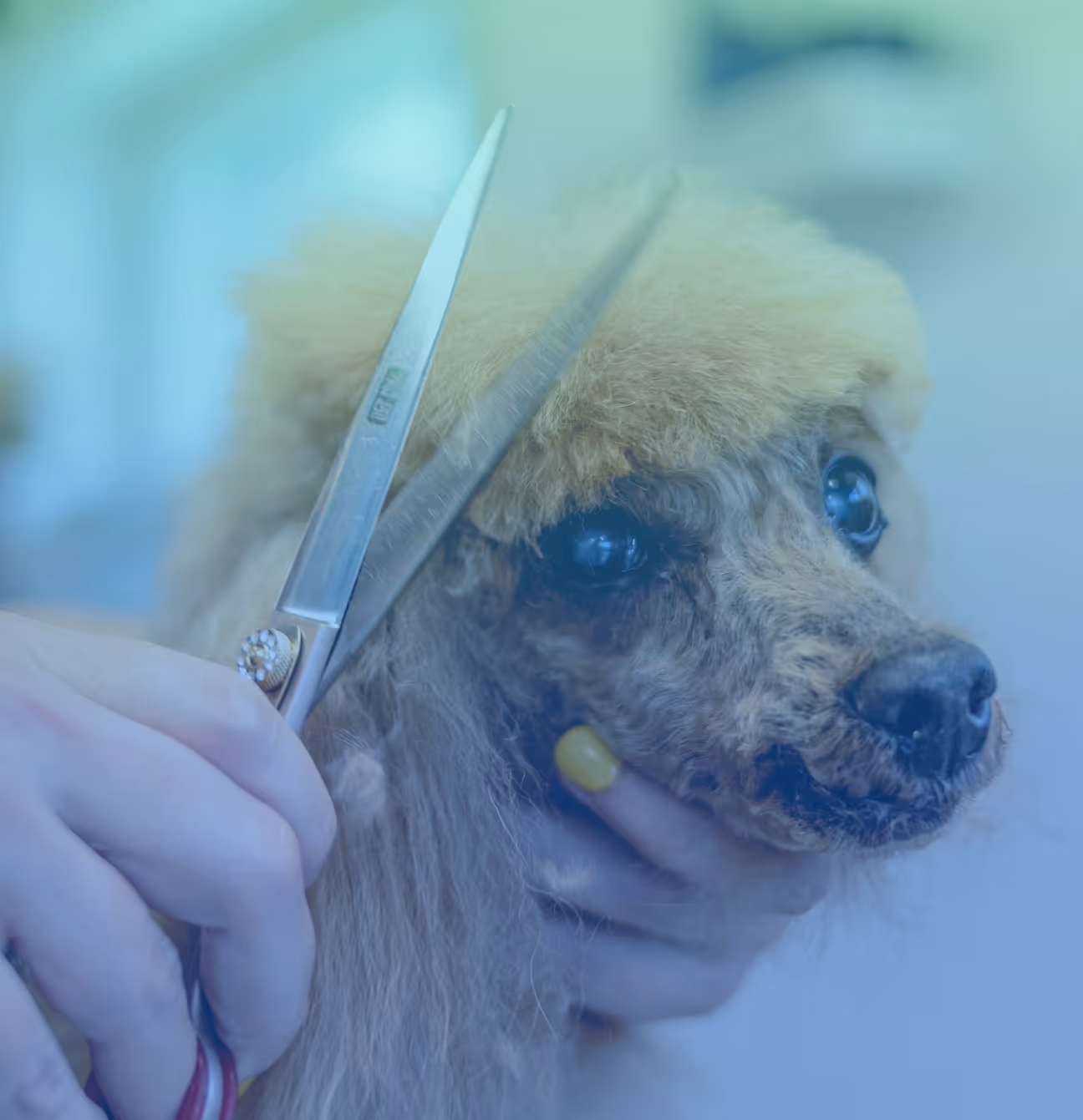 Sector Spotlight: Pet Grooming 