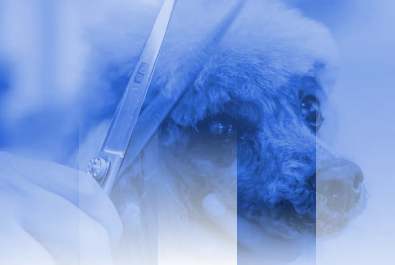 Sector Spotlight: Pet Grooming
