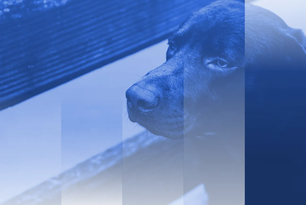 Sector Spotlight: Pet Insurance