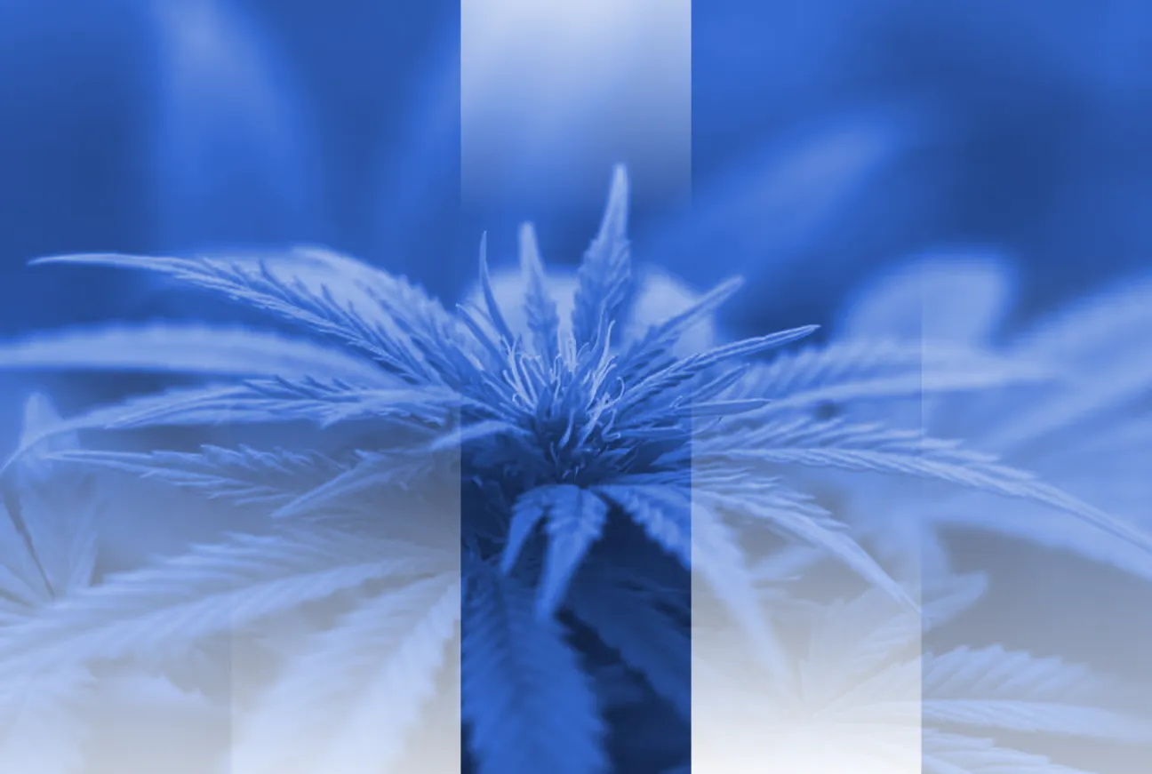 Sector Spotlight: Cannabis Cultivation