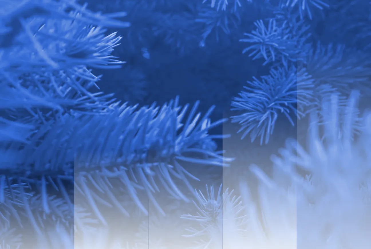 Review Data Insights: The Top 10 Christmas Tree Farms in the US