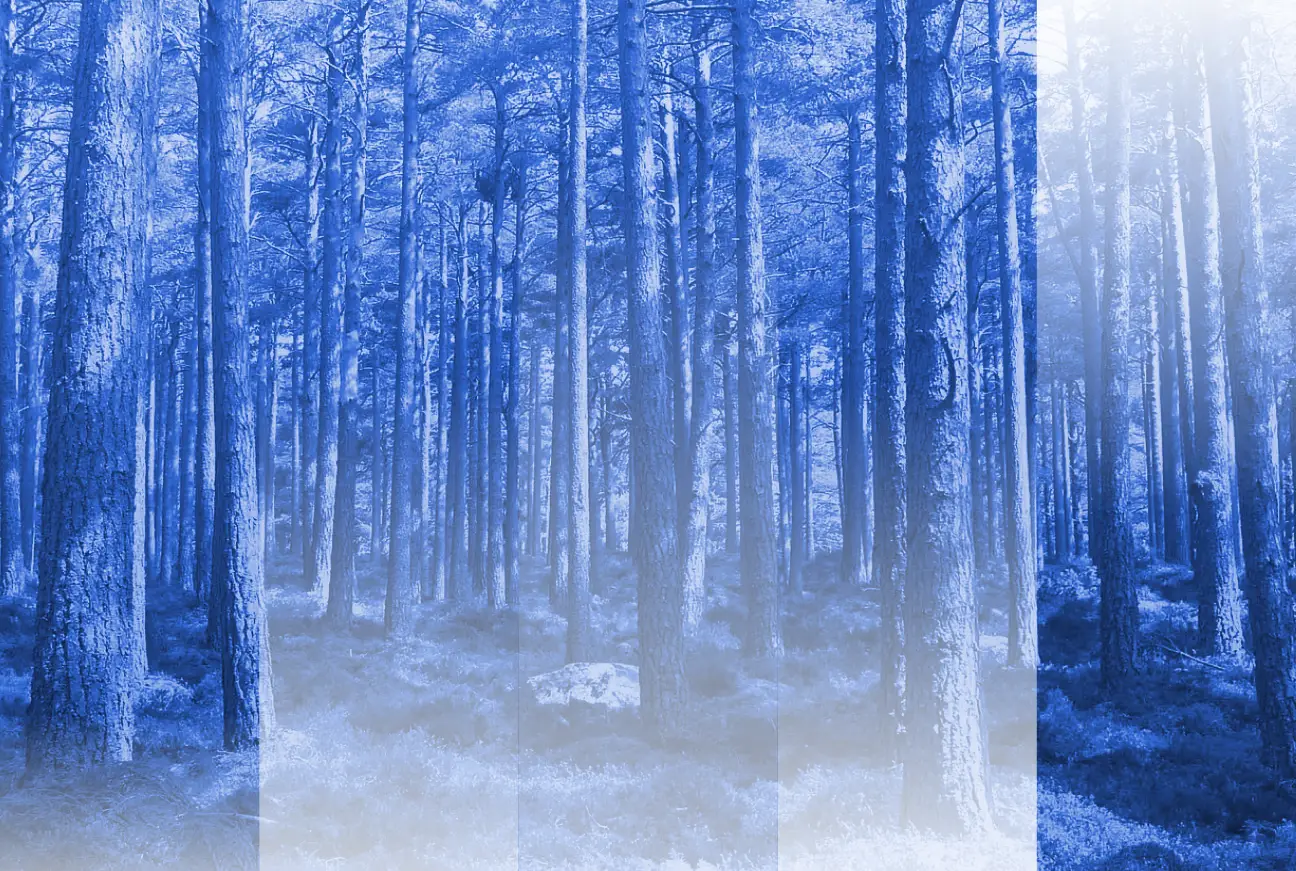 The PE Playbook: Carbon Offsets