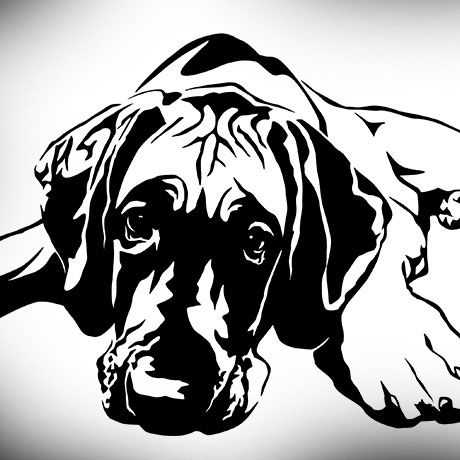High contrast illustration of a Fawn Great Dane puppy with natural ears.