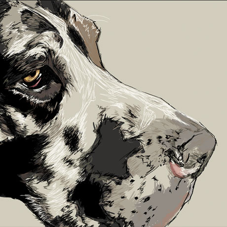 Close up profile view of a Harlequin Great Dane created with dry brushes in Adobe Illustrator.