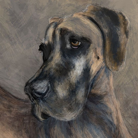 Digital painting of a Fawn Great Dane with natural ears created with oil brushes.