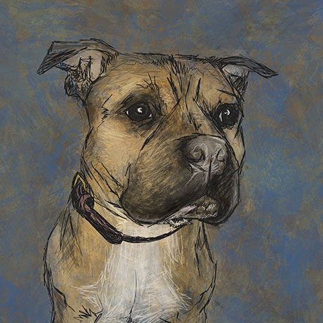 Sketched portrait of a cream colored Boxer Pit mix with a white chest against a steel blue background.