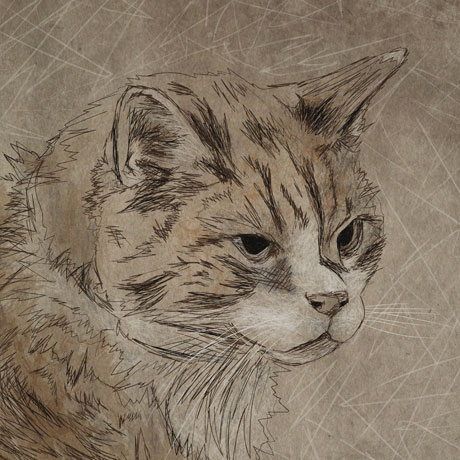 Portrait of an orange cat with a white masking on its muzzle. 