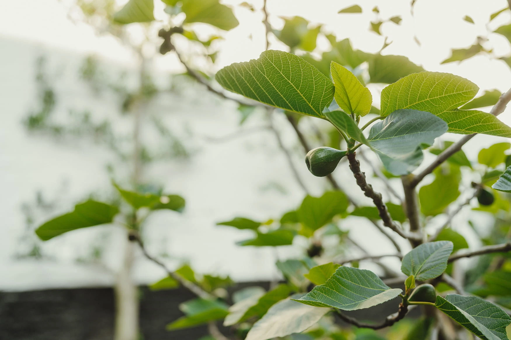 Detailfoto van beplanting bij Everelmus. Waar Linears landscapers de tuin ontwierp.