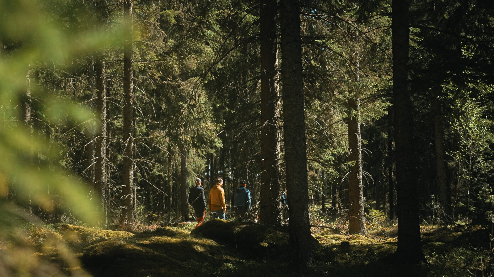 Plockhugget: Clear-cut free timber for climate-friendly building