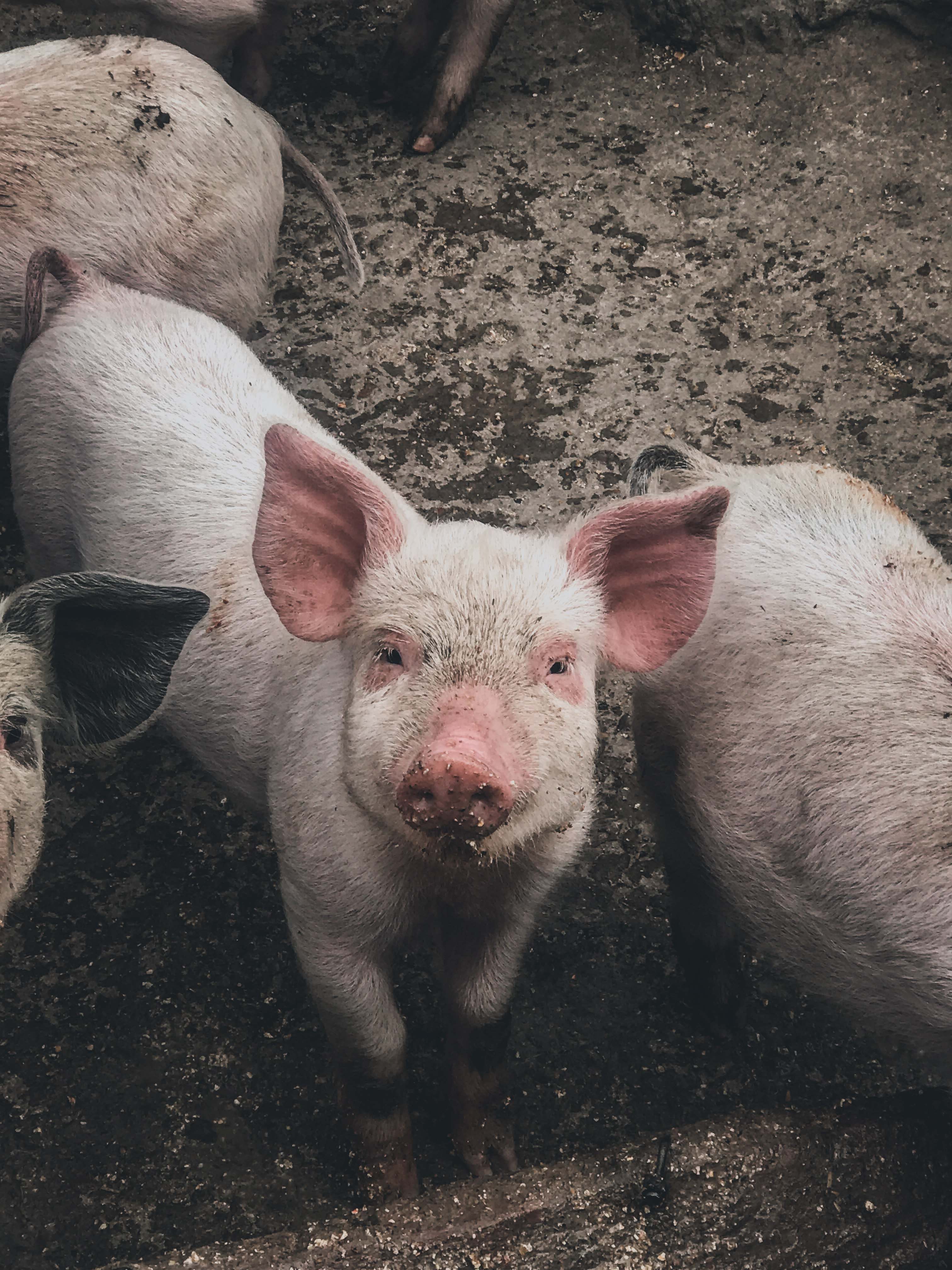 Ferkel schaut auf