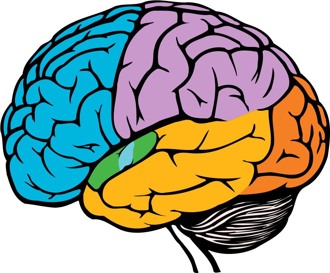 A picture of the human brain, with the different sections in bright colors.