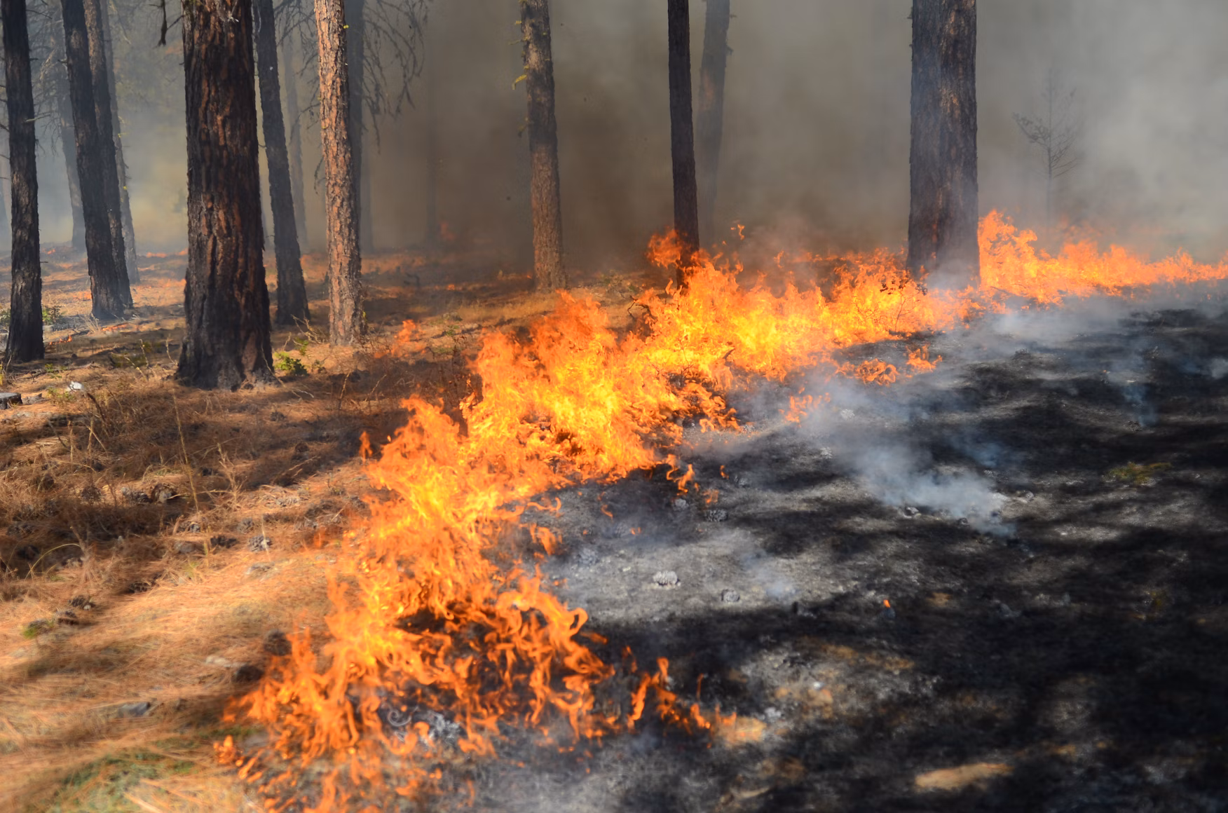 A small prescribed burn fire line advancing through a forest