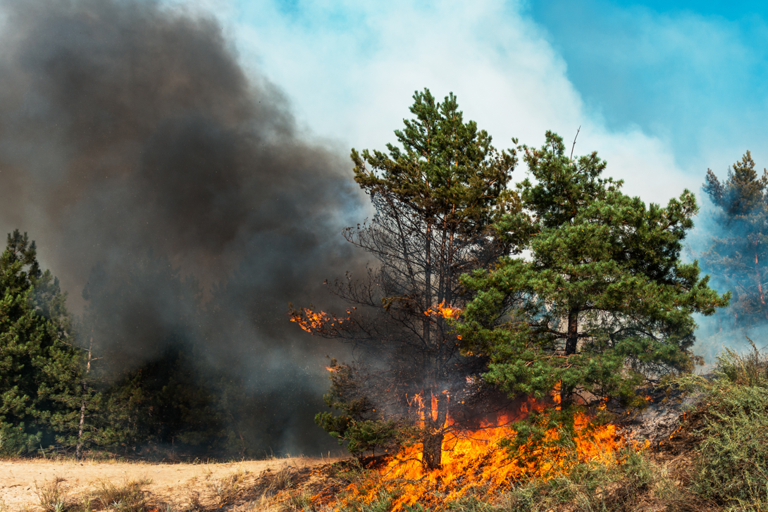 A wildfire creating a large plume of black smoke in a forest
