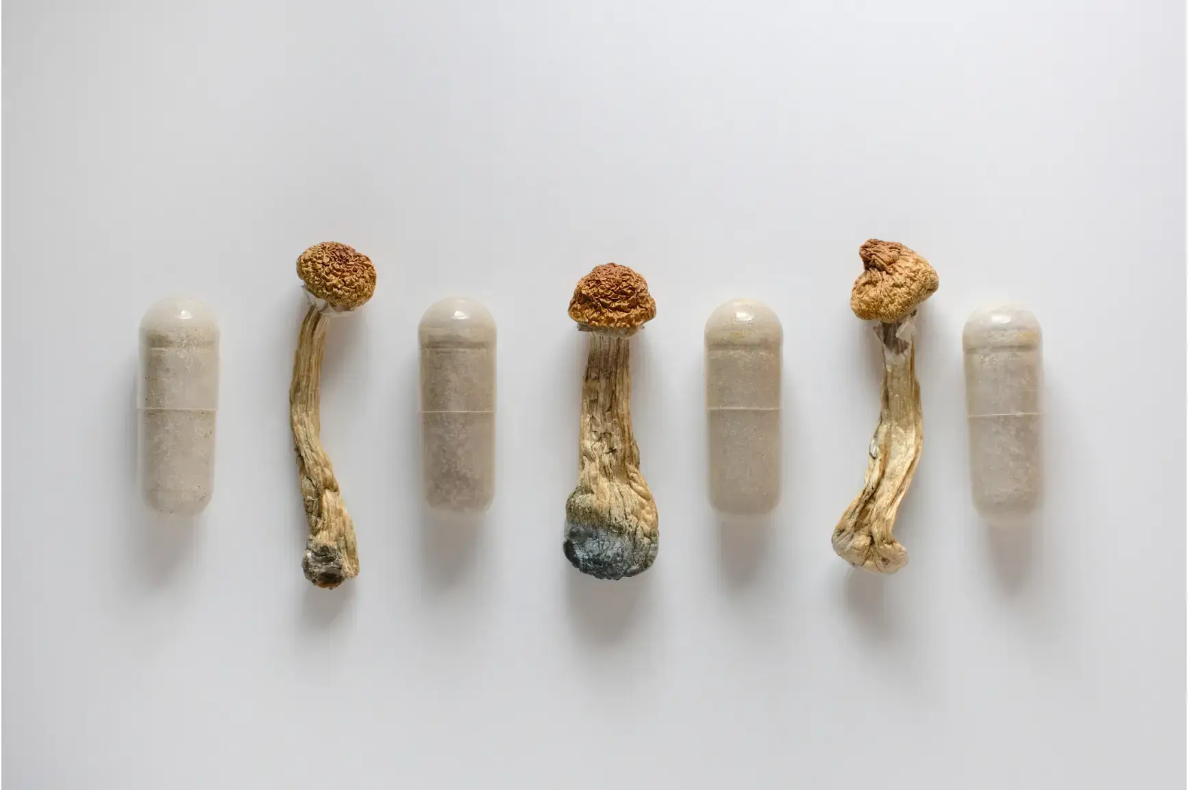 psilocybin mushroom microdose capsules