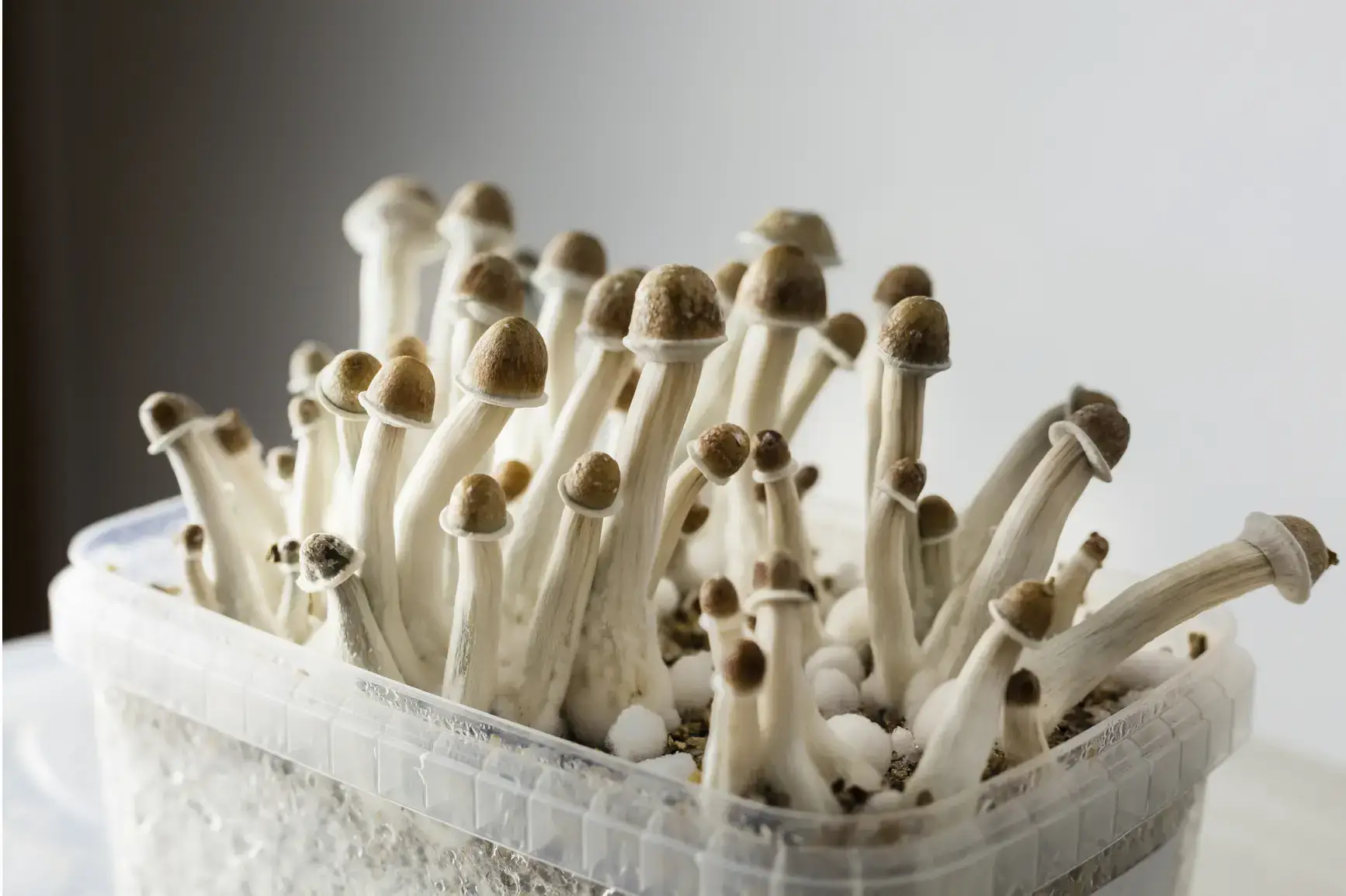 psilocybin mushroom grow kit