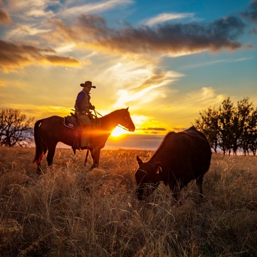 Henderson Durham Ranch with cowboy and cow during sunset