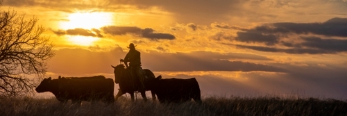 Henderson Durham Ranch cowboy with cattle