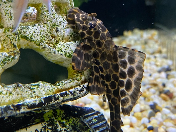 Gold Spot Pleco