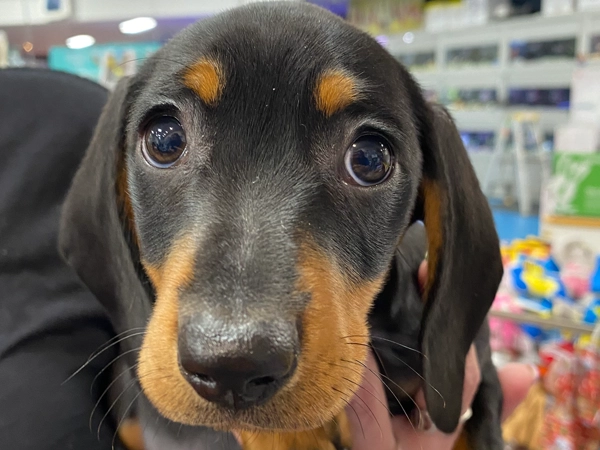 Two Mini Male Dachshunds Available!