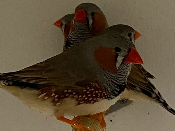 Zebra Finches