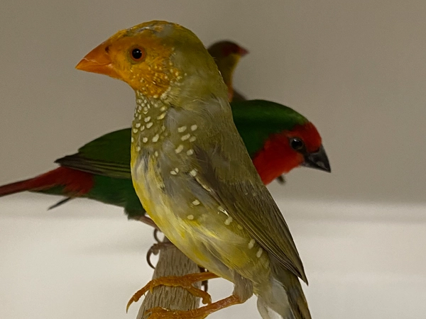Finches - from Star to Cuban, Pied Red_face and Orange Breasted