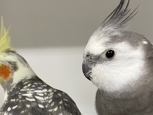 Cockatiels