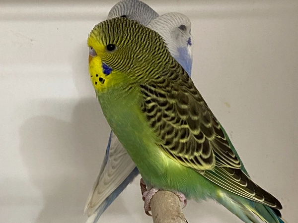 Budgies!