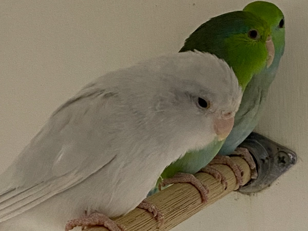Parrotlets