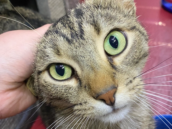 Ed - Male Tabby Cat
