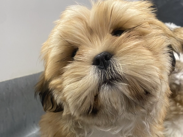 Lhasa Apso Female