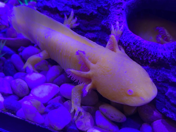 Axolotl