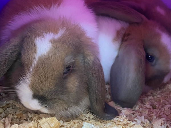 Mini Lops Available