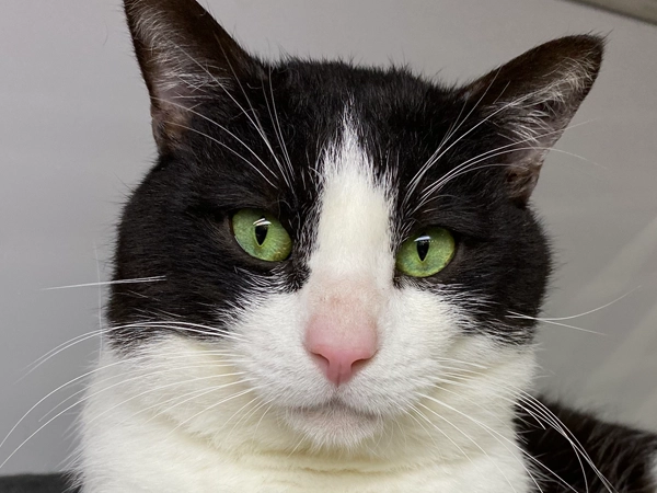 James - Male Black and White Cat