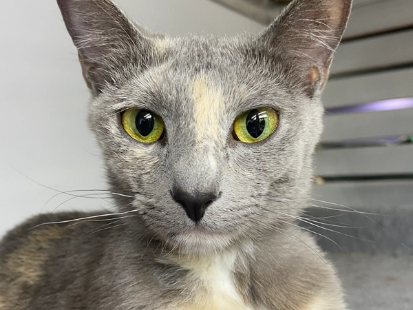 Female cat Available - Sherry
