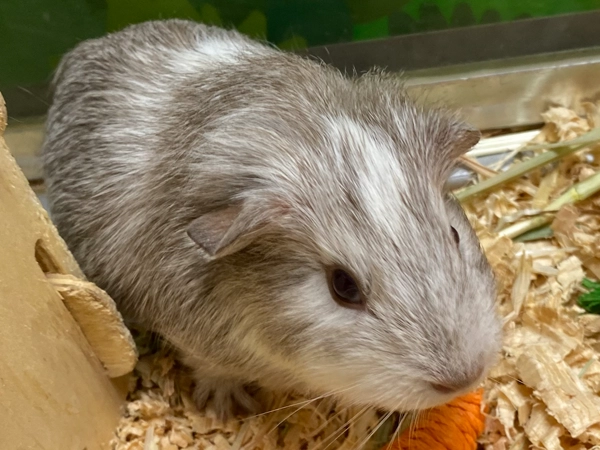 Guinea Pigs available
