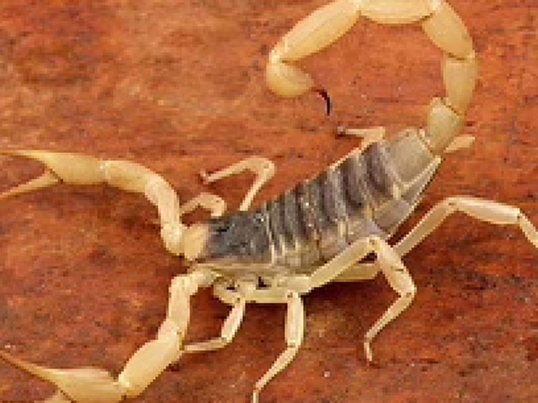 Desert Scorpion